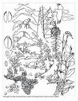 Tundra Coloring Pages Getcolorings Biomes sketch template