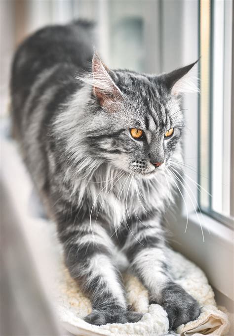 beautiful maine coon cat images furry kittens