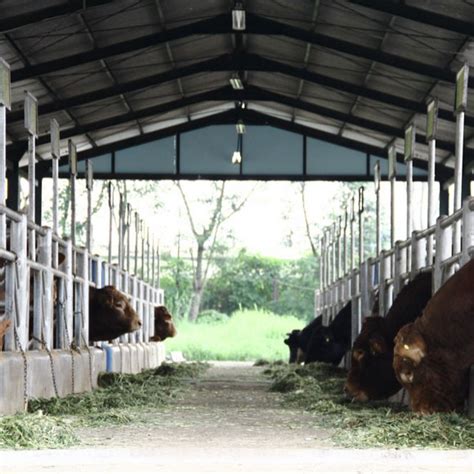 peluang usaha peternakan usaha ternak sapi