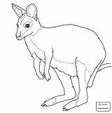 Kangaroo Coloring Wallaby Tree Pages Drawing Kids Getdrawings Kangaroos Necked Baby Red sketch template