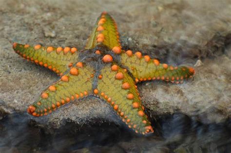 starfish fish facts asteroidea az animals
