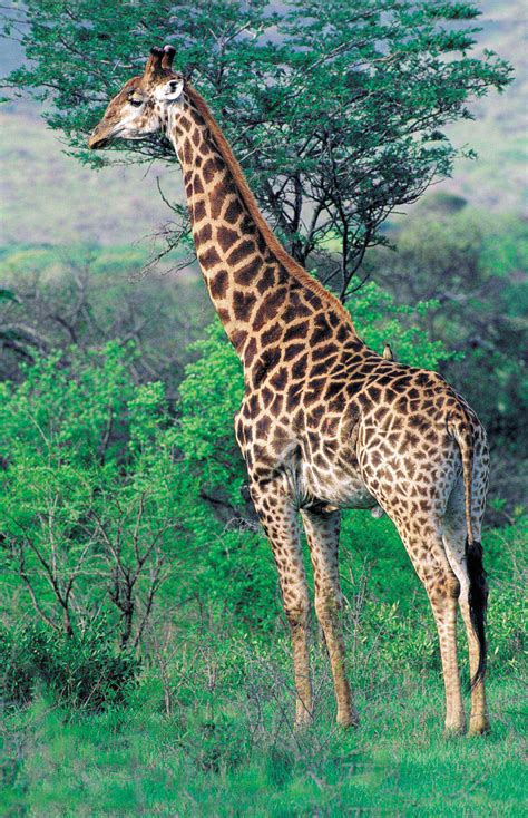 giraffe giraffa camelopardalis