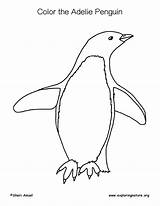 Adelie Coloring Penguin sketch template