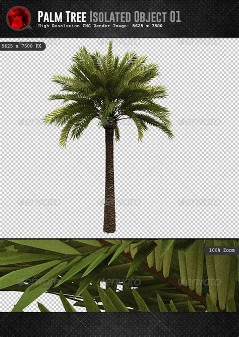palm tree isolated object palm tree images palm tree png tree