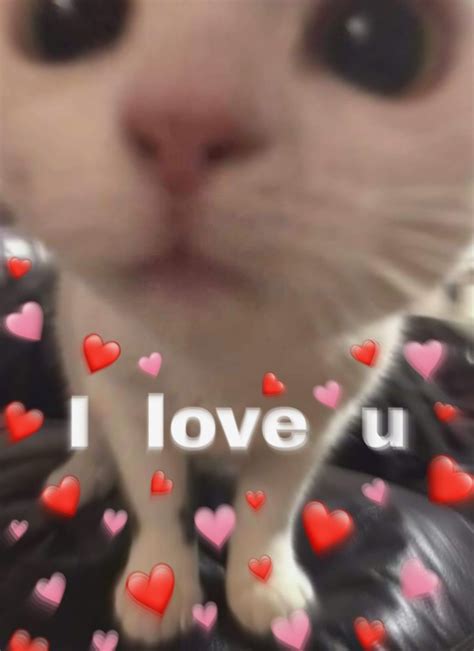 meme  love  hearts cat cute gattini adorabili gattini gatti