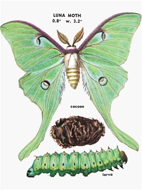luna moth life cycle sticker  sale  cottagefrog moth life