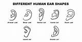 Ear Shape Lobe Says Attached sketch template