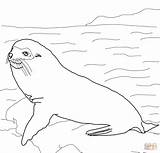 Galapagos Seal Coloring Pages Fur Seals Elephant Warbler Yellow Albanysinsanity Animals Exclusive Printable Drawing Sheets Drawings Color 1152px 91kb 1200 sketch template