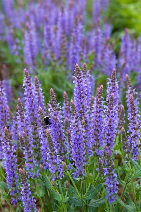 Blue Hill Meadow Sage Meadow Sage Purple Flowers Garden