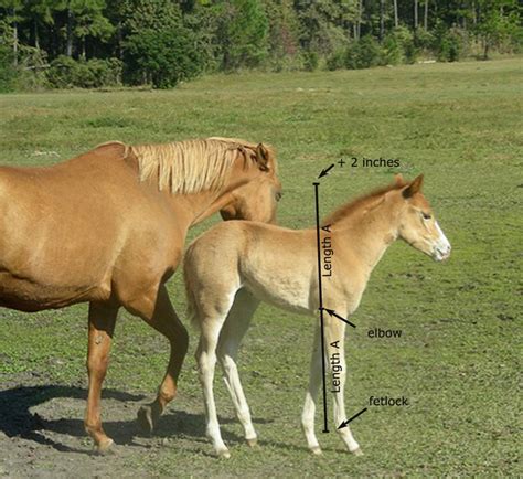 estimate  mature height   foal horse lovers math