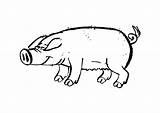 Schwein Cerdo Maiale Varken Cochon Porc Malvorlage Kleurplaat Pigs Colorat Planse Desene Quia Kleurplaten Coloriages Granja Educima Herunterladen sketch template