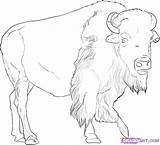 Buffalo Coloring Draw Pages Outline African Drawing Drawings American Color Animal Animals Step Bison Pencil Kids Printable Clipart Sheets Print sketch template