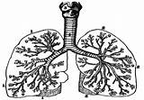 Lungs Outline Clipart Cliparts Library Illustration sketch template