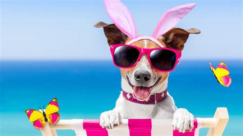 summer dogs cute wallpapers wallpaper cave