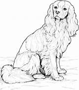 Coloring Pages Puppy Dog Printable Cockapoo Cavalier King Spaniel Charles Golden Retriever Puppies Husky Shepherd Australian Drawing Breed Realistic Pound sketch template