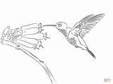Coloring Hummingbird Pages Bird Humming Hummingbirds Printable Drawing Paper sketch template