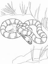 Colorear Serpiente Serpent Snakes Reales Garter Invertebrados Serpientes Serpents Rois Coloriages Dibujosonline Categorias sketch template