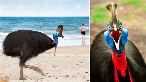cassowary   worlds  dangerous bird guinness world