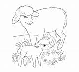 Lamm Ausmalbilder Pecora Sheep Kleurplaten Tierbabys Lamb Mutterschaf Lambs Tierbaby Lammetje Stampare Agnellino Malvorlage Disegnare Su sketch template