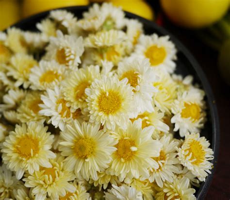 buy chrysanthemum tea health benefits    side effects herbal teas