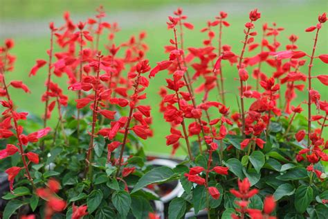 Common Types Of Salvia Flowers Annual And Perennial