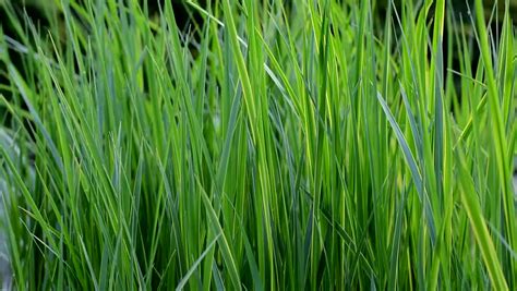 tall green grass gently waving   wind stock footage video