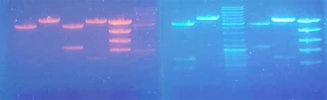 Midori Green Advance Nucleic Acid Stain Nippon Genetics Europe