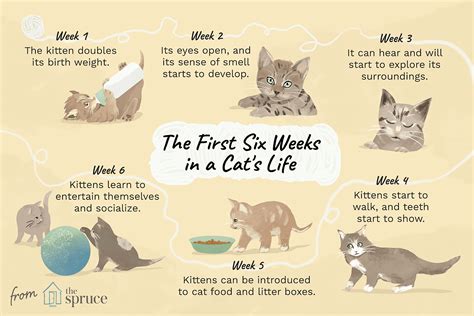 Your Kitten S Development In The First Six Weeks
