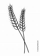 Coloring Printable Kids Wheat Template Pages Grass Rye Nature Clipart Barley Clip Templates Communion Ear First Farm Board Drawings 45kb sketch template