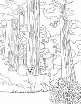 Coloring National Sequoia Park Pages Printable Parks Categories sketch template