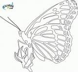 Butterfly Coloring Monarch Pages Kids Drawing Beautiful Printable Butterflies Comments Bing Cocoon sketch template