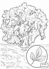 Coloring Elm Tree Pages Getdrawings sketch template