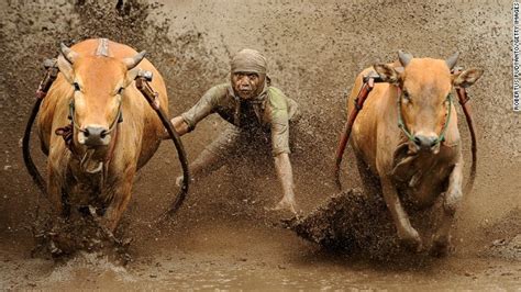 a jockey spurs the cows as they race in pacu jawi on october 12 2013 in batusangkar indonesia
