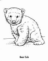 Cub Cubs Line Grizzly Suggestkeyword Getdrawings Colorfun sketch template