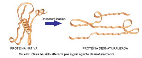 Desnaturalizacion De Las Proteinas Pdf