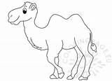 Camel Coloring Hump Coloringpage sketch template