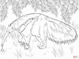 Anteater Coloring Giant Pages Drawing Looking Food Skip Main sketch template