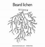 Lichens Designlooter Barbata Moss sketch template