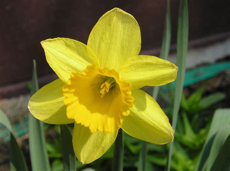 daffodil  stock photo public domain pictures