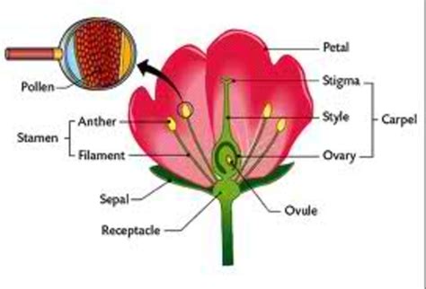 male  female flower parts diagram hybrid  open pollinated  heirloom  ovary