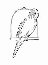 Coloring Pages Parrot Budgie Rosella Print Drawing Parakeet Printable Easy Animals Designlooter Comments Birds Getdrawings 1000px 49kb sketch template