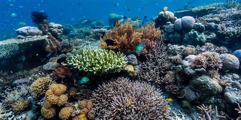 reef floridas coral reef