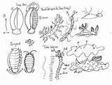 Sea Slug Coloring 81kb 616px sketch template