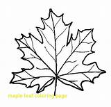 Maple Leaf Coloring Line Tree Drawing Getcolorings Clipartmag sketch template