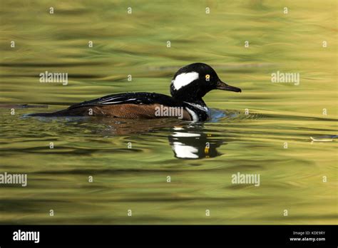 male hooded merganser   pond  cannon hill park  spokane washington stock photo alamy