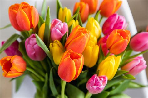 popular spring flowers   flowers blog