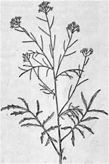 Altissimum Sisymbrium Tumbling Mustard Fig Weeds sketch template