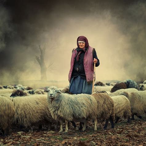 sheep herders images  pinterest sheep farm animals