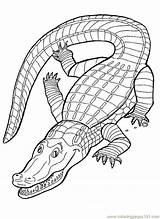 Alligators Alligator sketch template