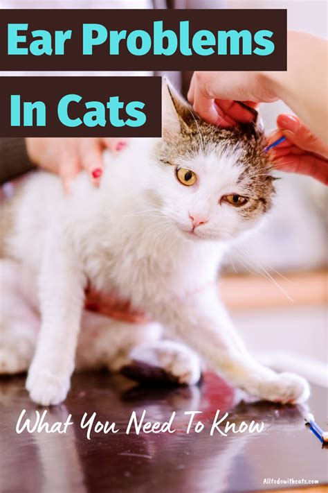 common ear problems  cats symptoms  treatments